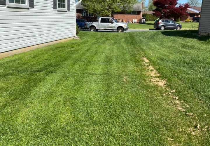cars beside the lawn